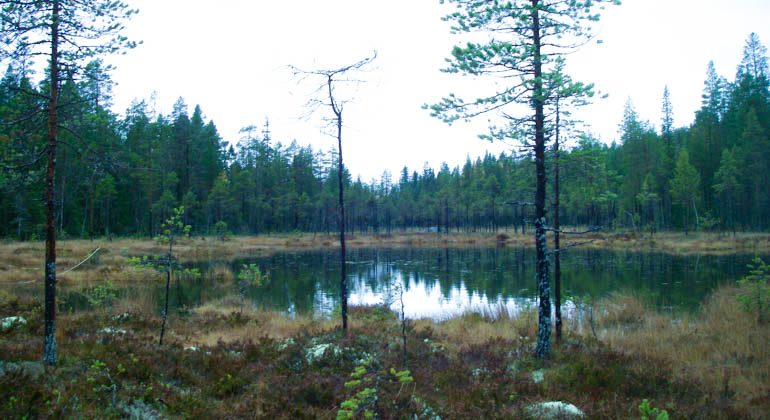 En liten skogstjärn med omgivande skog.