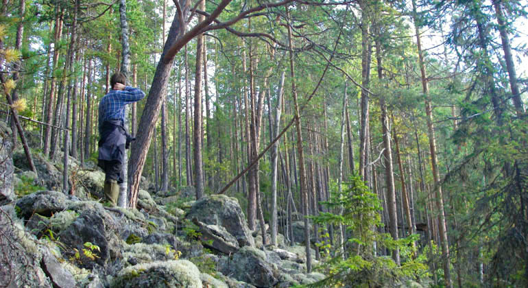 En person står i den steniga tallskogen i bergssluttningen.