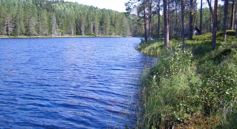 En sjö med omgivande skogsmark.