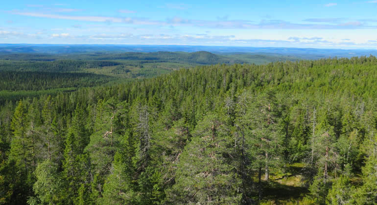 Foto av utsikt över ett skogslandskap.