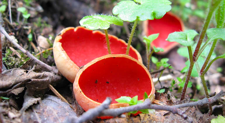 Intensivt röda skålsvampar.