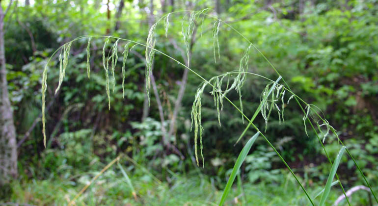 Bild på ett storväxt gräs med hängande vippa.