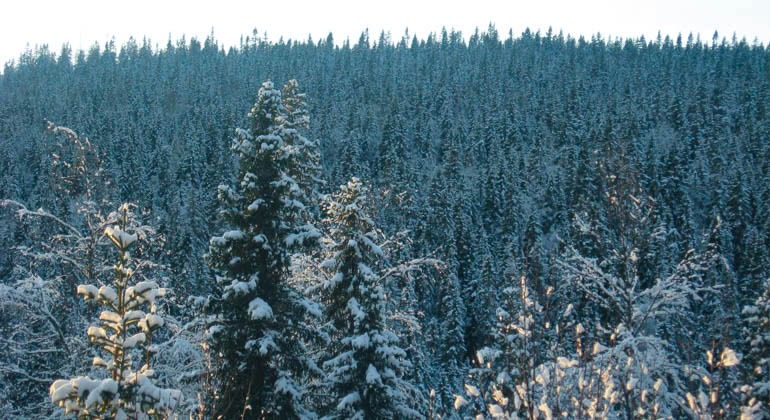 Foto av grantoppar täckta med snö.