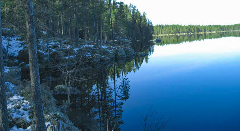 Foto av en sjö med tallskog på sidan.