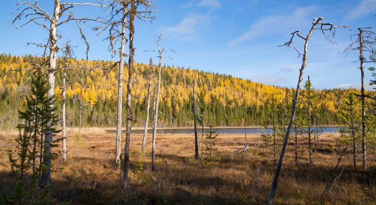 Skogssluttning i gula höstfärger med en tjärn nedanför.