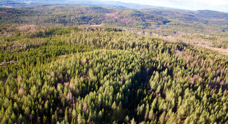 Flygbild över skogslandskap.