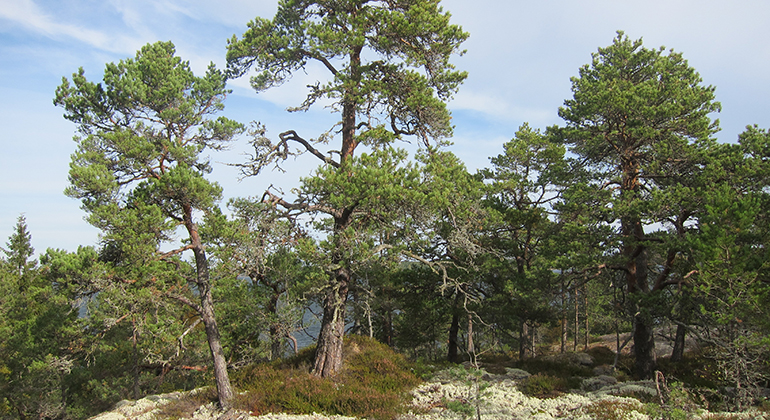 Ståtliga tallar på hällmark i Laduddens naturreservat. Foto: Länsstyrelsen