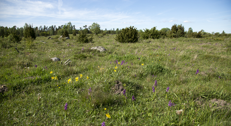 Betesmark i Mosslunda naturreservat