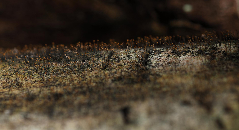 Närbild av död trädstam visar en liten gracil nållav med brunt knappnålsformat huvud.