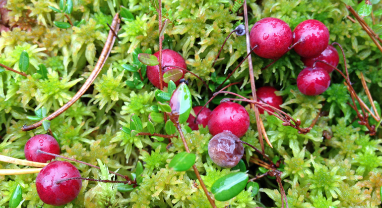 På bilden syns runda röda tranbär som ligger på en grön bädd av vitmossa. 