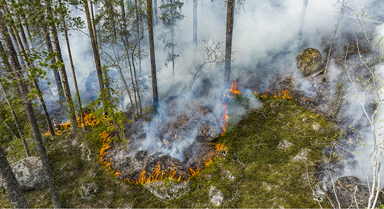 En eld sprider sig i ett skogsområde under en kontrollerad naturvårdsbränning.