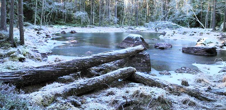 Frusen vattensamling i skog, vinter.