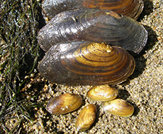 Fyra små musslor ligger framför en rad av större musslor i sanden. Alger ligger intill.