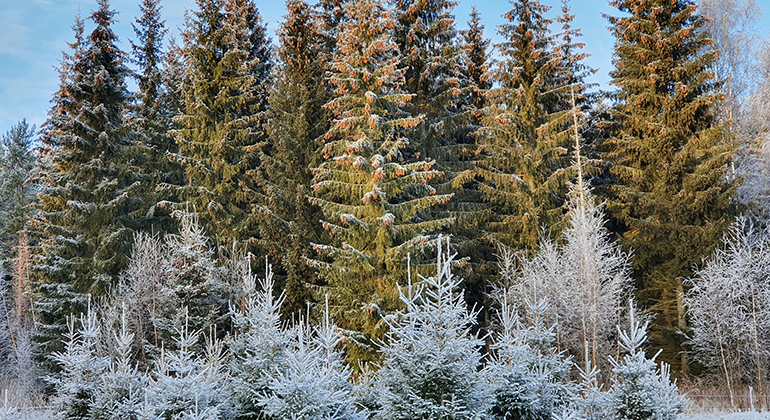 Granar och tallar, några av träden är täckta av snö. 