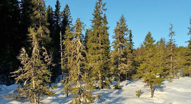 Ett vintrigt skogslandskap med granar