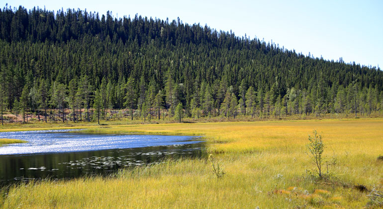 En myr med guldgult gräs intill en sjö. Skogshöjd i bakgrunden.