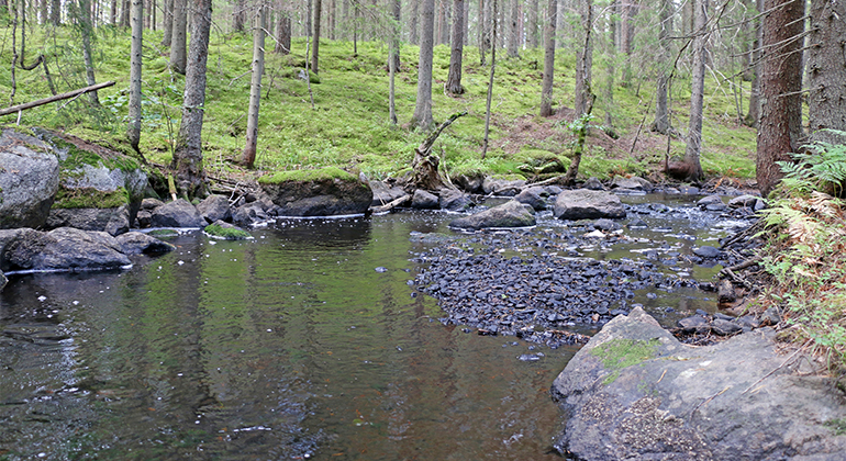 En bäck, lite stenar i olika storlekar sticker upp ur vattnet, skog runt omkring, grön växtlighet på marken.