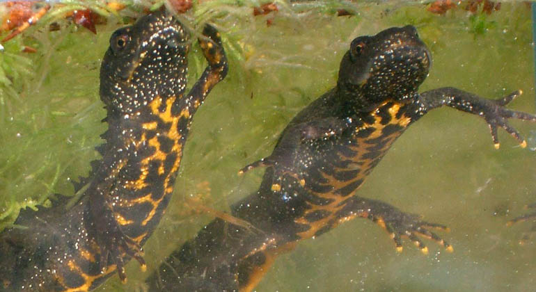 Två salamandrar i lekdräkt med orange fläckar.