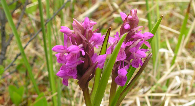 Violettblommande orkidéer.
