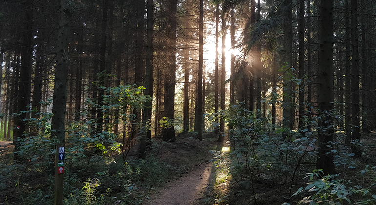 Solen strålar genom träden i Kronoskogen. Foto: Assar Zätterström