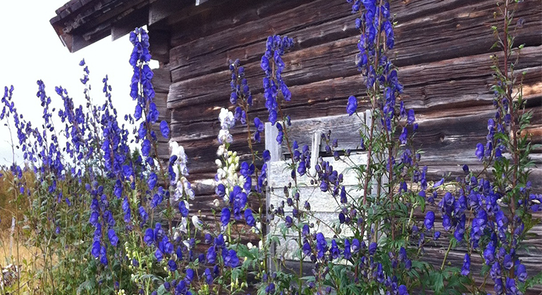 Bild på fäbodvägg med blommande riddarsporrar. Foto: Länsstyrelsen Jämtlands län