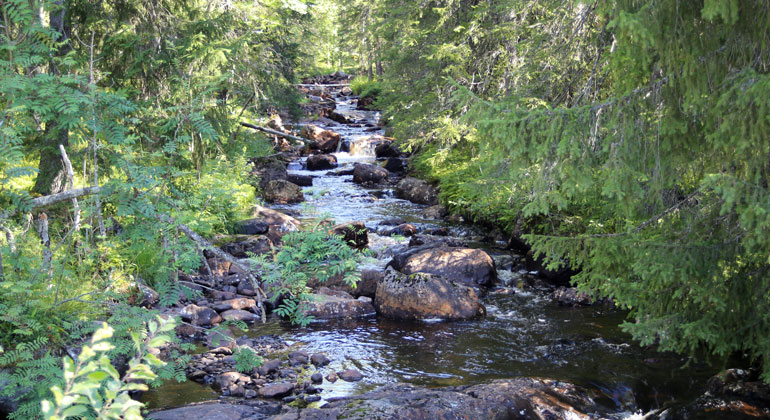 Fint vattendrag som rinner över stenar i en lummig skog.