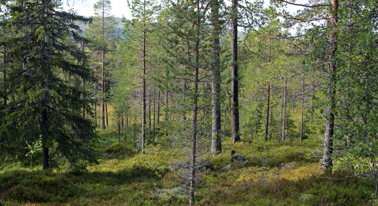Gles barrblandskog