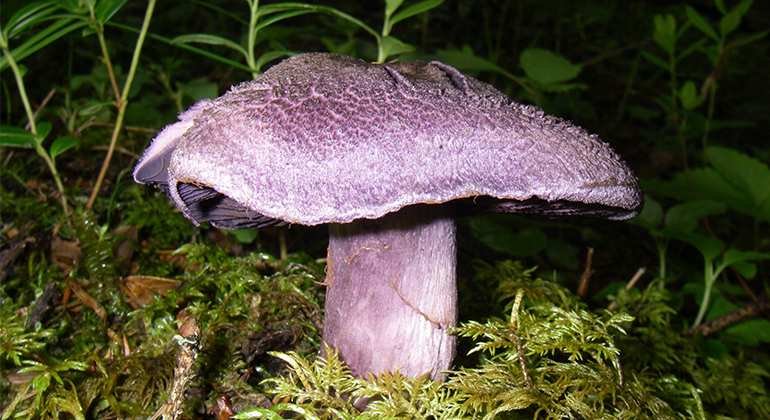Bild på speciell svamp som växer i området