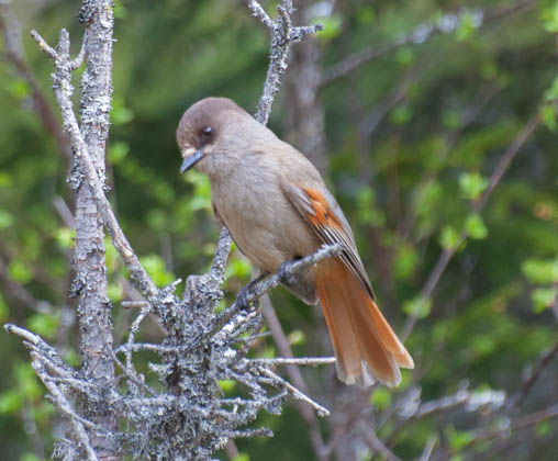 Bild på den grå och orangefärgade fågeln lavskrika.