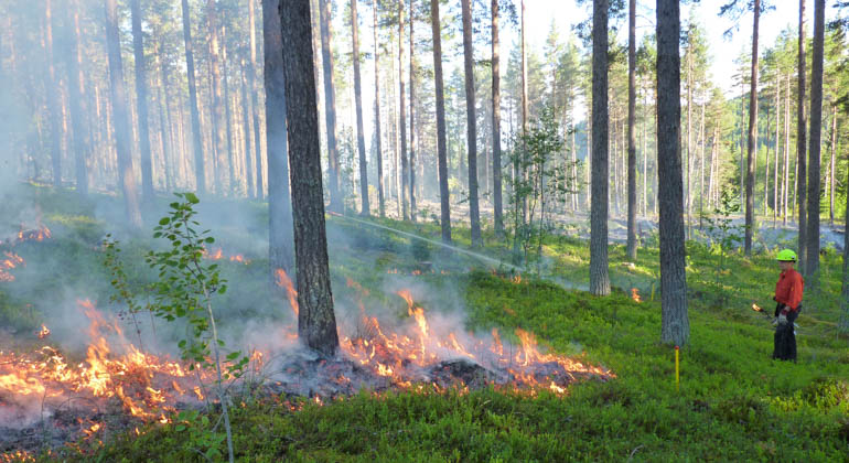 Bild på bränning i reservatet.