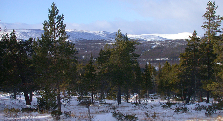 Vy från Skärvagsdalens naturreservat