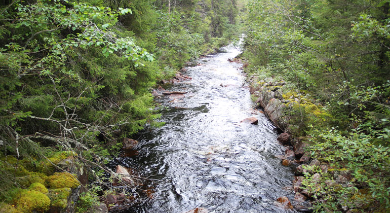 Ett strömmande vattendrag i skogen