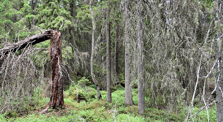 Skog med lavklädda grenar samt ett dött träd