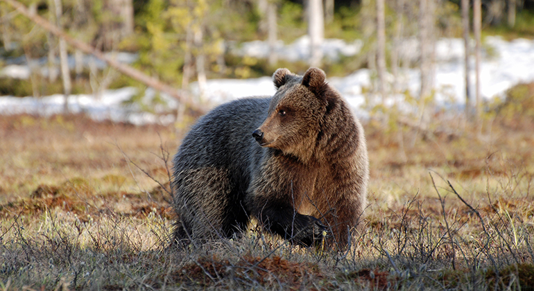 En brunbjörn står i en skog och kollar bakom sig