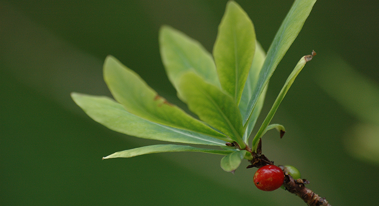 Växt med gröna blad och ett rött bär.