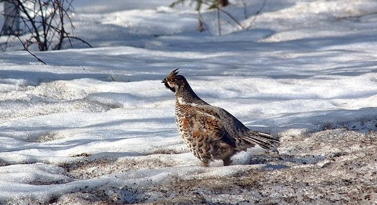 Fågel som vandrar över snön i skogen.