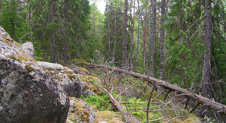 Barrskog med stora stenblock i brant terräng