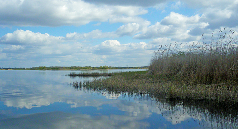 Vassruggar vid Hammarsjön. Foto: Johan Johnmark