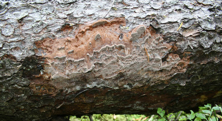 Beigefärgad svamp på liggande trädstam.