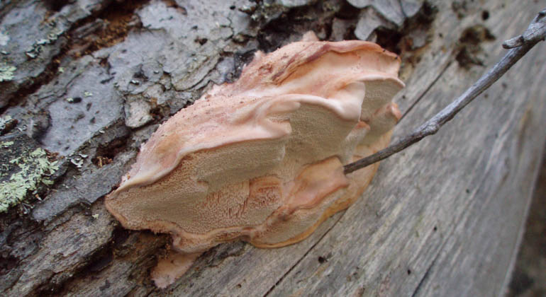 Bild på vedsvampen kötticka växande på en trädstam.