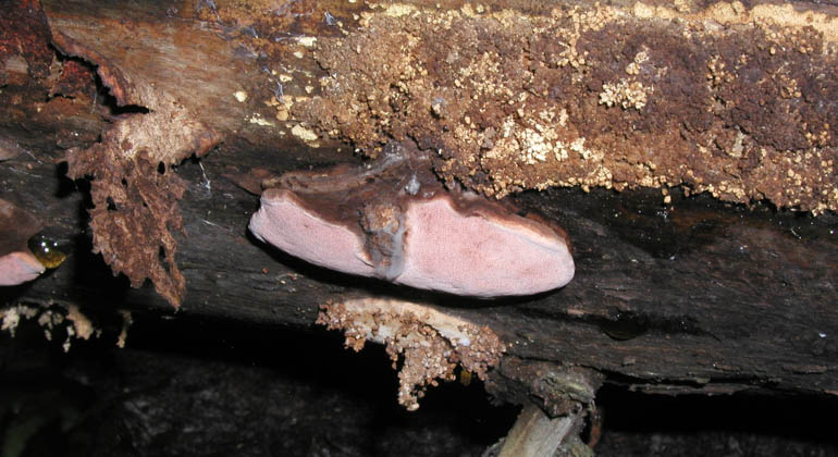 Bild på svampen rosenticka växande på omkullfallen trädstam.