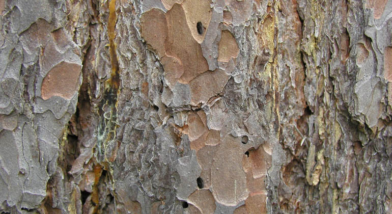 Foto av barken på en tall i närbild, det syns små hål i barken.