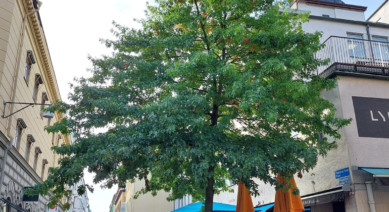 Ett grönt träd inne i stadskärnan.