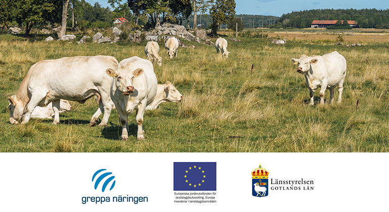 Vita kor som betar på en äng samt logotyper för Greppa näringen, Europeiska jordbruksfonden och Länsstyrelsen i Gotlands län.