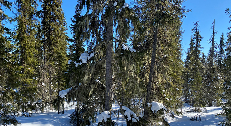 Barrskog med snö.