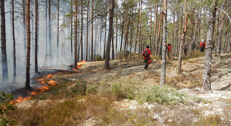 Bild på skog i samband med en naturvårdsbränning.