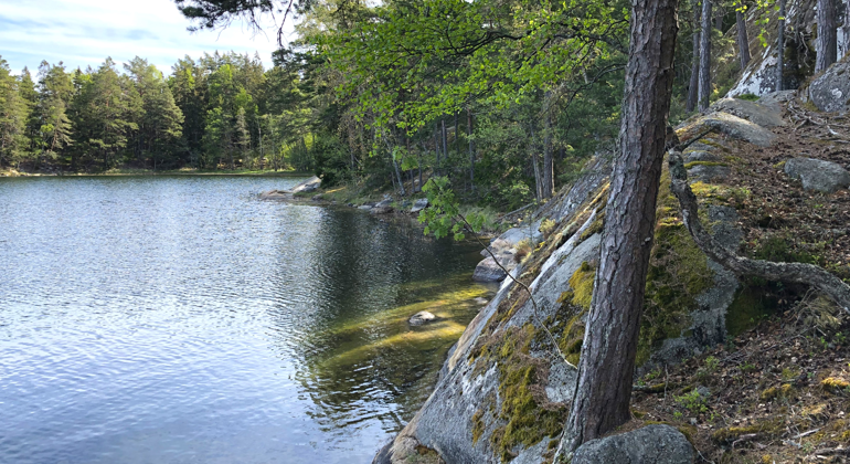 Trädklädda klippor sluttar brant ner i vattnet i Norrgårdsöns naturreservat. Foto: Länsstyrelsen