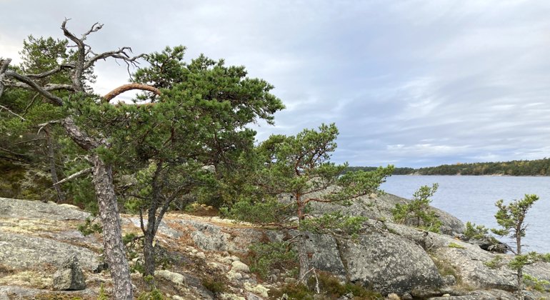 Krumma tallar växer på klipporna, högt över vattnet i Norrholmens naturreservat. Foto: Naturföretaget