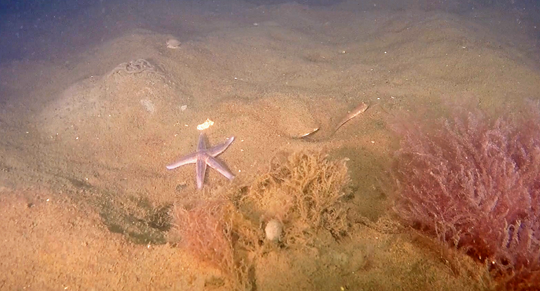 Sjöstjärna, smörbult, rödalg och spår av sandmask på sandbotten på 17 meters djup i Laholmsbukten