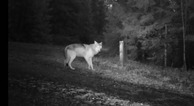 En varg rör sig på en skogsväg nattid.